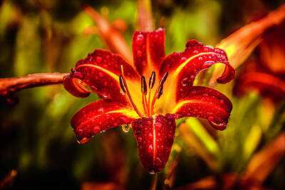 Lilies Royalty Free Images - Raindrop Enhancement Royalty-Free Image by Jim Love