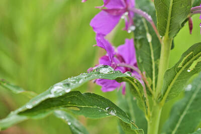 Safari Royalty Free Images - Raindrop on Fireweed Royalty-Free Image by Cathy Mahnke