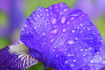 Royalty-Free and Rights-Managed Images - Raindrops on Iris Petals by Regina Geoghan