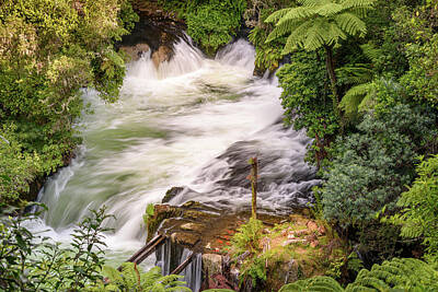 Autumn Pies - Rainforest falls NZ by Joann Long