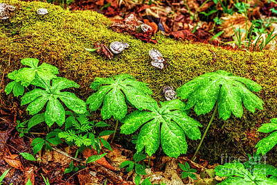 Impressionist Nudes Old Masters - Rainsdrops on Mayapples and Moss by Thomas R Fletcher