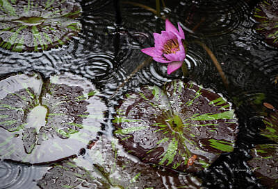 The Who - Rainy Day at the Lily Pond II by Suzanne Gaff