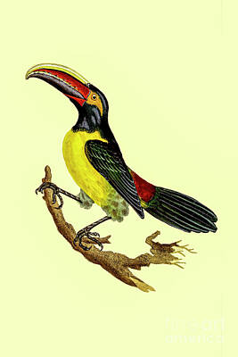 Birds Drawings - Ramphastos Viridis Green Toucan v5 by Historic Illustrations