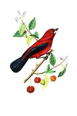 Drawings Royalty Free Images - Ramphocelus bird Royalty-Free Image by Paul Gervais