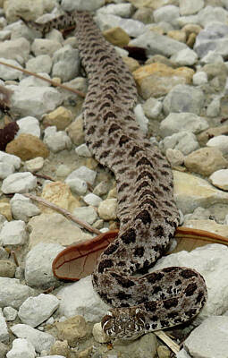 Reptiles Rights Managed Images - Rattlesnake Assimilation Royalty-Free Image by Joshua Bales