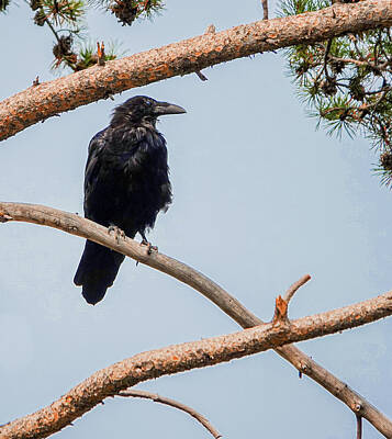 Bath Time Rights Managed Images - Raven in Tree Royalty-Free Image by Julie A Murray