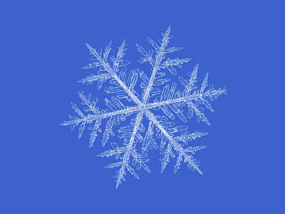 Grateful Dead Royalty Free Images - Real snowflake 2013-01-10_0913-8 Alcyone Royalty-Free Image by Alexey Kljatov