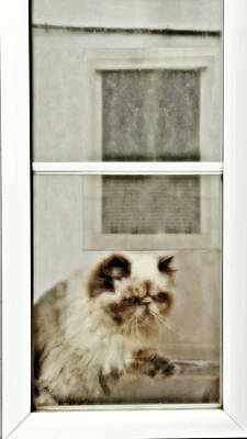 Animal Portraits - Rear Window or w by Pedro Cardona Llambias