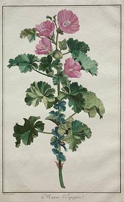 Halloween Elwell Royalty Free Images - Recueil de vingtquatre plantes et fleurs Mallow after 1772 de Seve Royalty-Free Image by MotionAge Designs