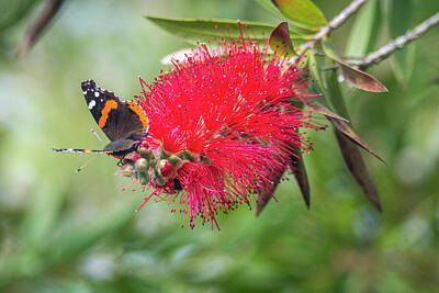 Ships At Sea - Red Admiral On A Red Bottlebrush Bloom by Debra Martz