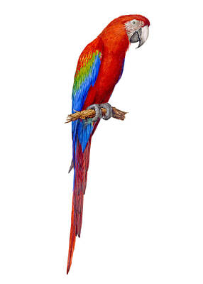 Animals Royalty-Free and Rights-Managed Images - Red-and-Green Macaw by Bird Republic