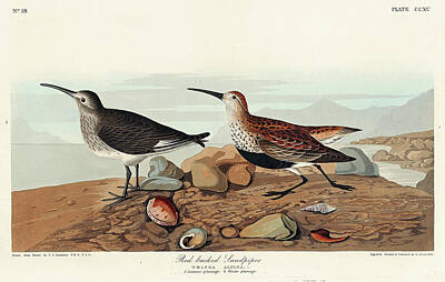Grimm Fairy Tales Royalty Free Images - Red backed Sandpiper from Birds of America 1827 by John James Audubon 1785  1851, etched by Robert H Royalty-Free Image by Arpina Shop