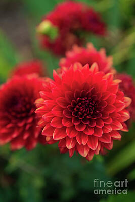 Impressionism Photo Rights Managed Images - Red Ball Dahlias Glow Royalty-Free Image by Mike Reid
