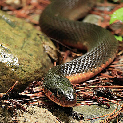 Best Sellers - Lori A Cash Royalty-Free and Rights-Managed Images - Red-Bellied Watersnake  by Lori A Cash