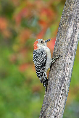 Old Masters - Red-Bellied Woodpecker 2023 25 by Judy Tomlinson