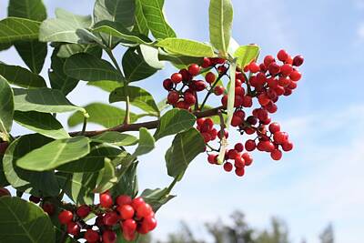 Spaces Images - Red Berries and Green Leaves #1 by Ann Murphy