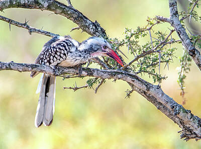 Studio Grafika Zodiac - Red Billed Hornbill, Kruger National Park by Marcy Wielfaert