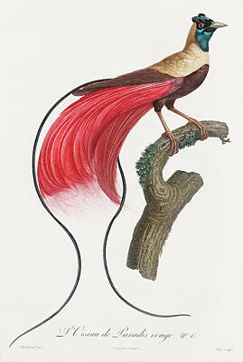 Birds Digital Art - Red Bird Of Paradise - Vintage Bird Illustration - Birds Of Paradise - Jacques Barraband  by Studio Grafiikka