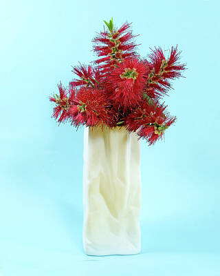 Design Pics -  Red Bottlebrush flowers in a white vase closeup. by Geoff Childs