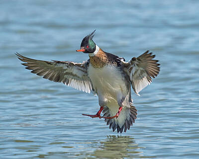 Panoramic Images Rights Managed Images - Red-breasted Merganser Landing Royalty-Free Image by CR Courson