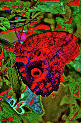 Travel Pics Royalty Free Images - Red butterfly. Royalty-Free Image by Andy i Za