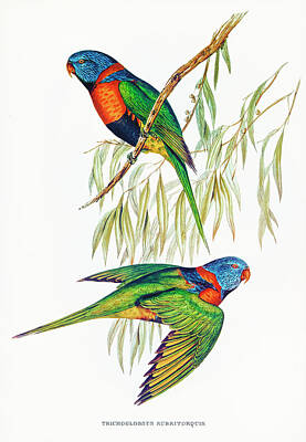 Animals Drawings - Red-collared Lorikeet by Elizabeth Gould