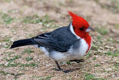 Birds Photo Rights Managed Images - Red Crest Royalty-Free Image by Michael Dawson