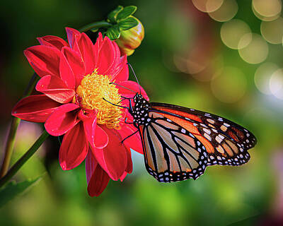 Lilies Royalty Free Images - Red Dahia and Butterfly Royalty-Free Image by Lily Malor