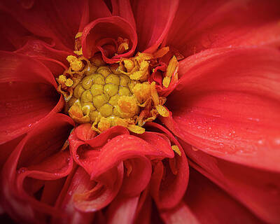 Lilies Royalty-Free and Rights-Managed Images - Red Dahlia Macro Art Photo by Lily Malor