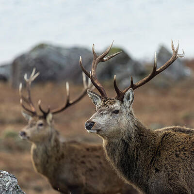Mammals Royalty Free Images - Red Deer Stags in Scotland Royalty-Free Image by Derek Beattie