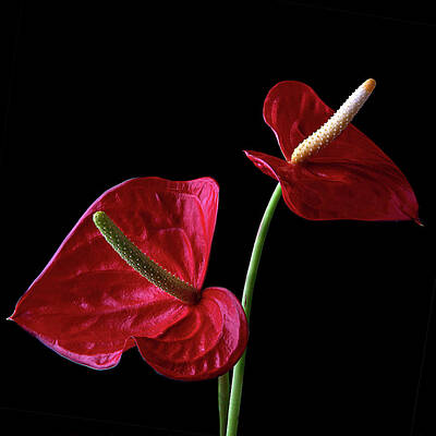 Lilies Royalty-Free and Rights-Managed Images - Red Flamingo on Black Background Art Photo by Lily Malor