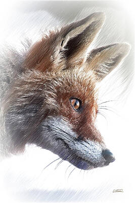 Mammals Drawings - Red Fox - DWP4589927 by Dean Wittle