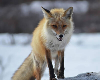 Royalty-Free and Rights-Managed Images - Red Fox in Denali by Katherine Belcher