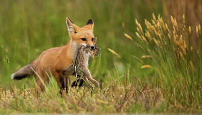 Lori A Cash Royalty-Free and Rights-Managed Images - Red Fox Kit Carrying Rabbit by Lori A Cash