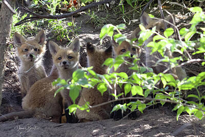 Mammals Rights Managed Images - Red Fox Kit Litter Royalty-Free Image by Dennis Becht