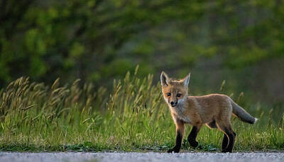 Lori A Cash Royalty-Free and Rights-Managed Images - Red Fox Kit Walking by Lori A Cash