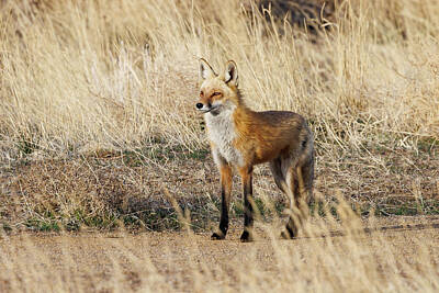 Modern Man Air Travel - Red Fox Looks into the Morning Sun by Tony Hake
