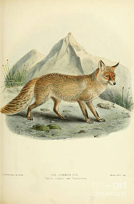 Typographic World - red fox Vulpes vulpes c2 by Historic illustrations