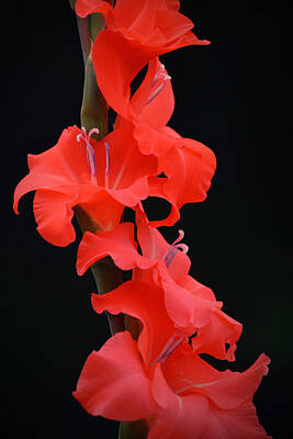 Target Eclectic Nature - Red Gladiolus Flowers Portrait by Gaby Ethington