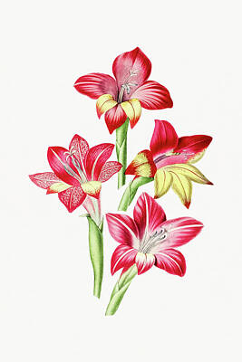 Floral Drawings - Red Gladiolus by Mango Art