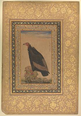 Ocean Diving - Red-Headed Vulture , Folio from the Shah Jahan Album early 19th century by Arpina Shop