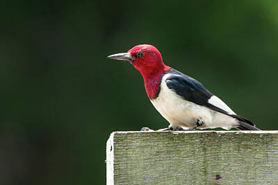 Wilderness Camping - Red-Headed Woodpecker 2021 03 by Judy Tomlinson