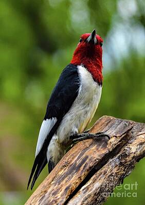 Go For Gold Rights Managed Images - Red-headed Woodpecker Appears in the Spring Royalty-Free Image by Cindy Treger