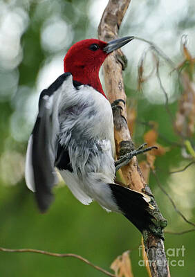 Kitchen Collection - Red-headed Woodpecker Landing by Cindy Treger