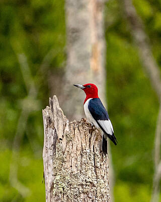 Frank Sinatra - Red-headed Woodpecker  by Rick Nelson