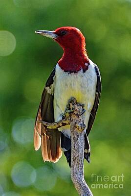 Chris Walter Rock N Roll - Red-headed Woodpecker With A Good Grip by Cindy Treger
