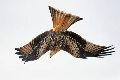 Animals Photos - Red Kite bird of prey in flight by Grant Glendinning