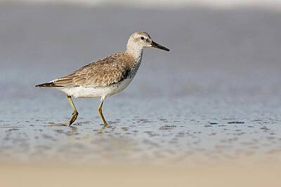 Lori A Cash Royalty-Free and Rights-Managed Images - Red Knot Winter Plumage by Lori A Cash