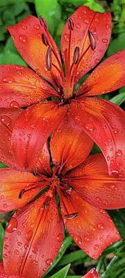 Presidential Portraits - Red Lilies After the Rain  by Ally White