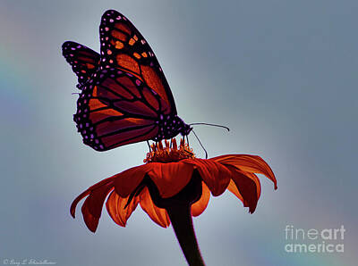 Animals And Earth - Red Mexican With Monarch  by Gary Shindelbower